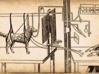 Condicionamiento Clásico - Pavlov