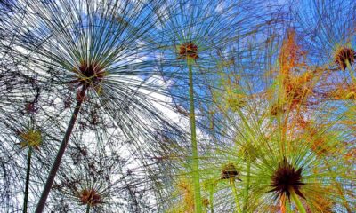 La hipersensibilidad: el rasgo de lo bello