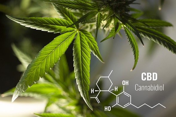 Beneficios del CBD para el estrés y ansiedad Beneficios del CBD para el estrés y ansiedad