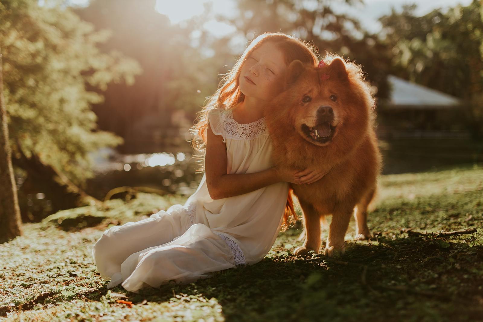Niña abrazando a un Chow Chow adulto sentado en un campo de hierba