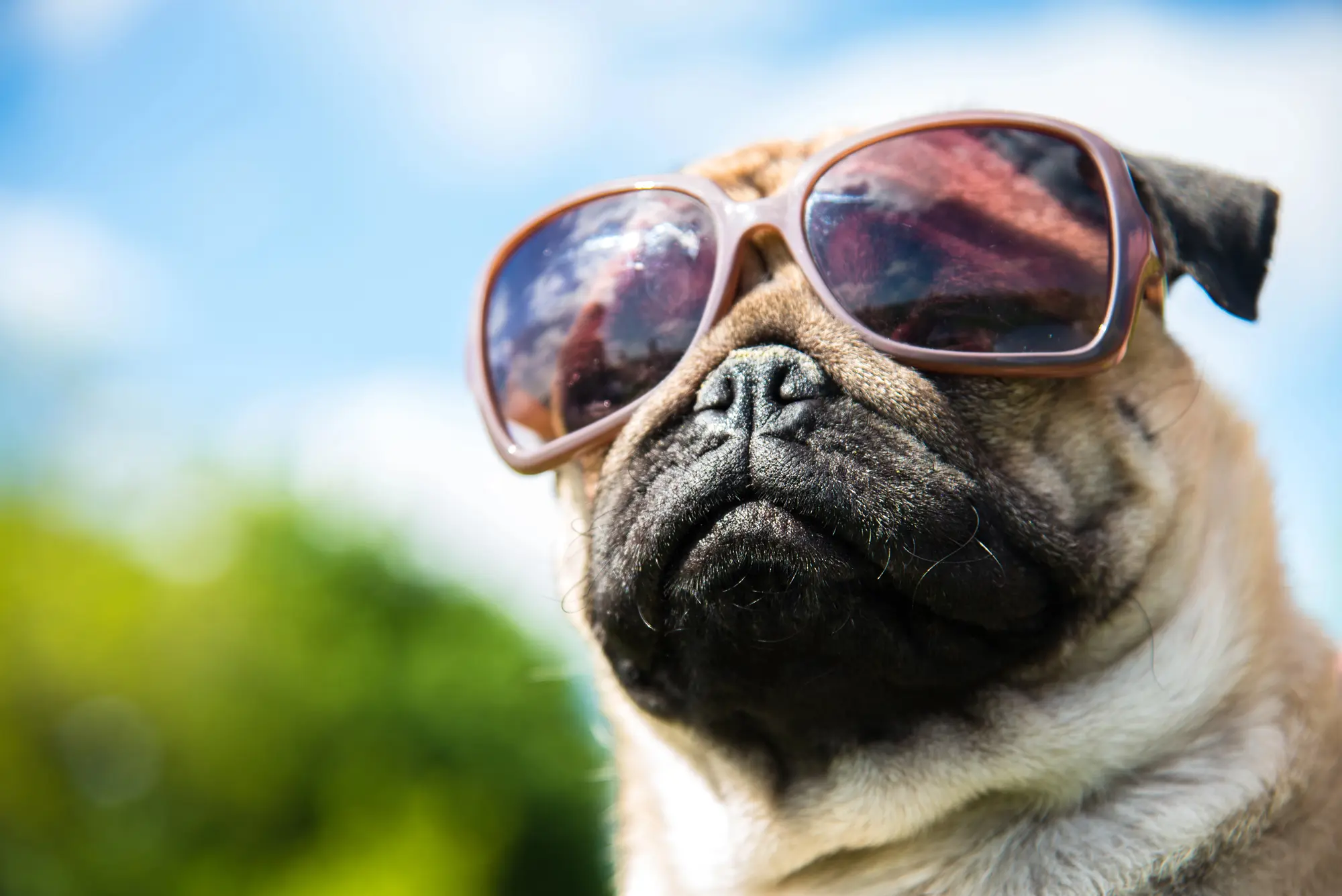 ¿Pueden los perros realmente distinguir entre personas generosas y egoístas?